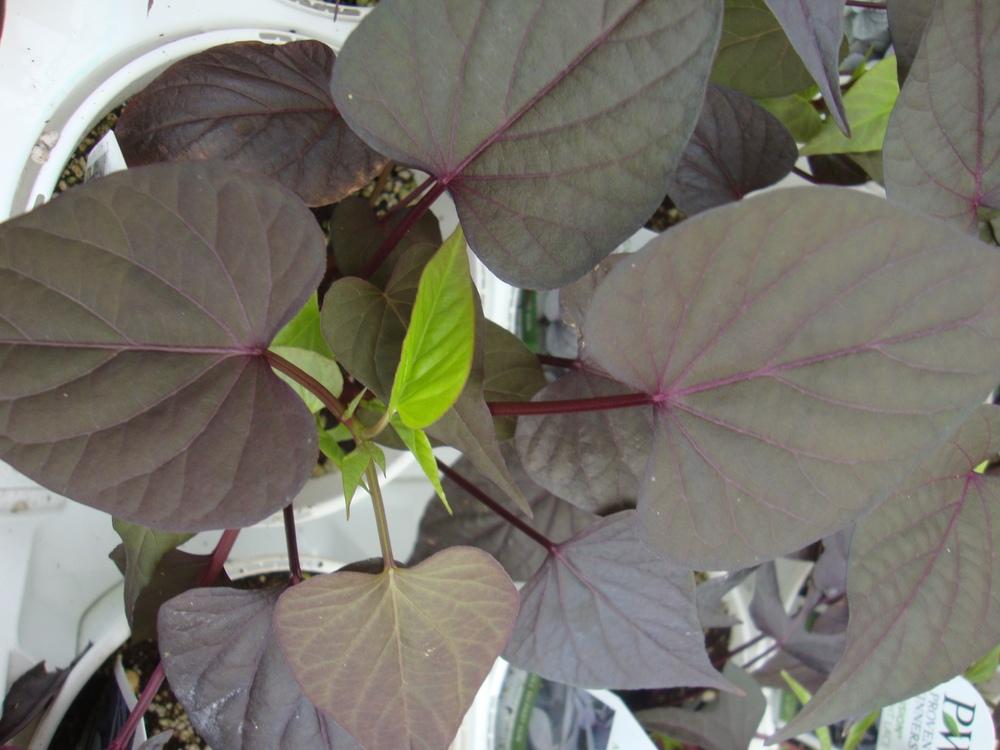 Photo of Sweet Potato Vine (Ipomoea batatas 'Sweet Caroline Sweetheart Purple') uploaded by Paul2032