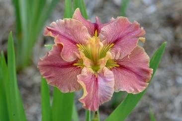 Photo of Louisiana Iris (Iris 'Prix d'Elegance') uploaded by eclayne