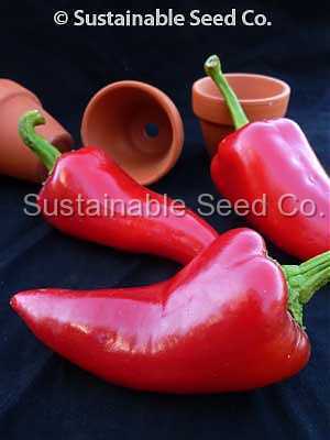 Photo of Hot Chili Pepper (Capsicum annuum 'Fresno') uploaded by vic