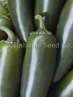 Photo of Jalapeno Pepper (Capsicum annuum 'Early Jalapeno') uploaded by vic