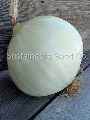 Photo of Onion (Allium cepa 'Walla Walla Sweet') uploaded by vic