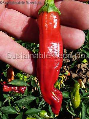 Photo of Hot Pepper (Capsicum annuum 'Golden Greek Pepperoncini') uploaded by vic