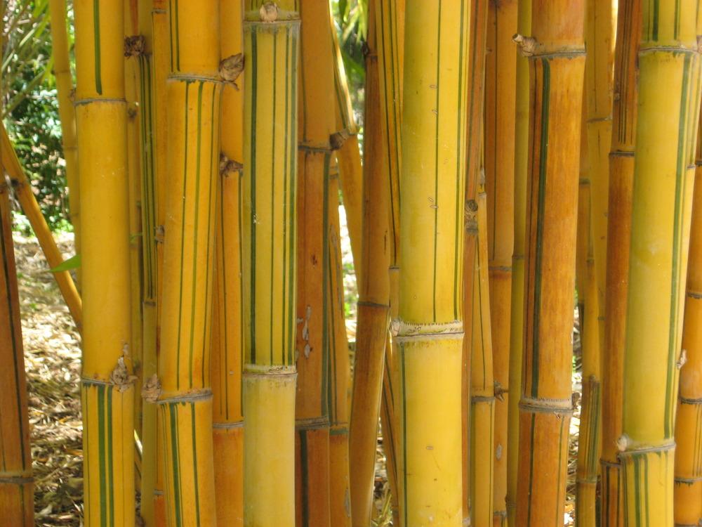 Photo of Bamboo (Bambusa dolichoclada 'Stripe') uploaded by wcgypsy