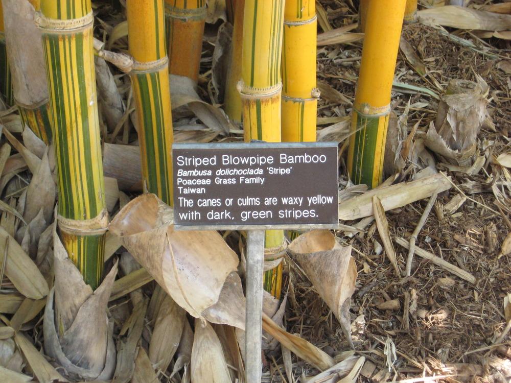 Photo of Bamboo (Bambusa dolichoclada 'Stripe') uploaded by wcgypsy