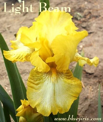 Photo of Tall Bearded Iris (Iris 'Light Beam') uploaded by Calif_Sue