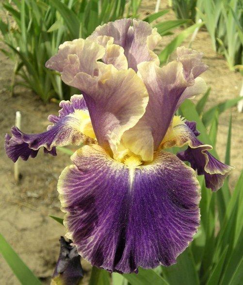 Photo of Tall Bearded Iris (Iris 'Lip Service') uploaded by Calif_Sue