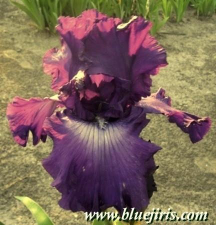 Photo of Tall Bearded Iris (Iris 'Larry Gaulter') uploaded by Calif_Sue
