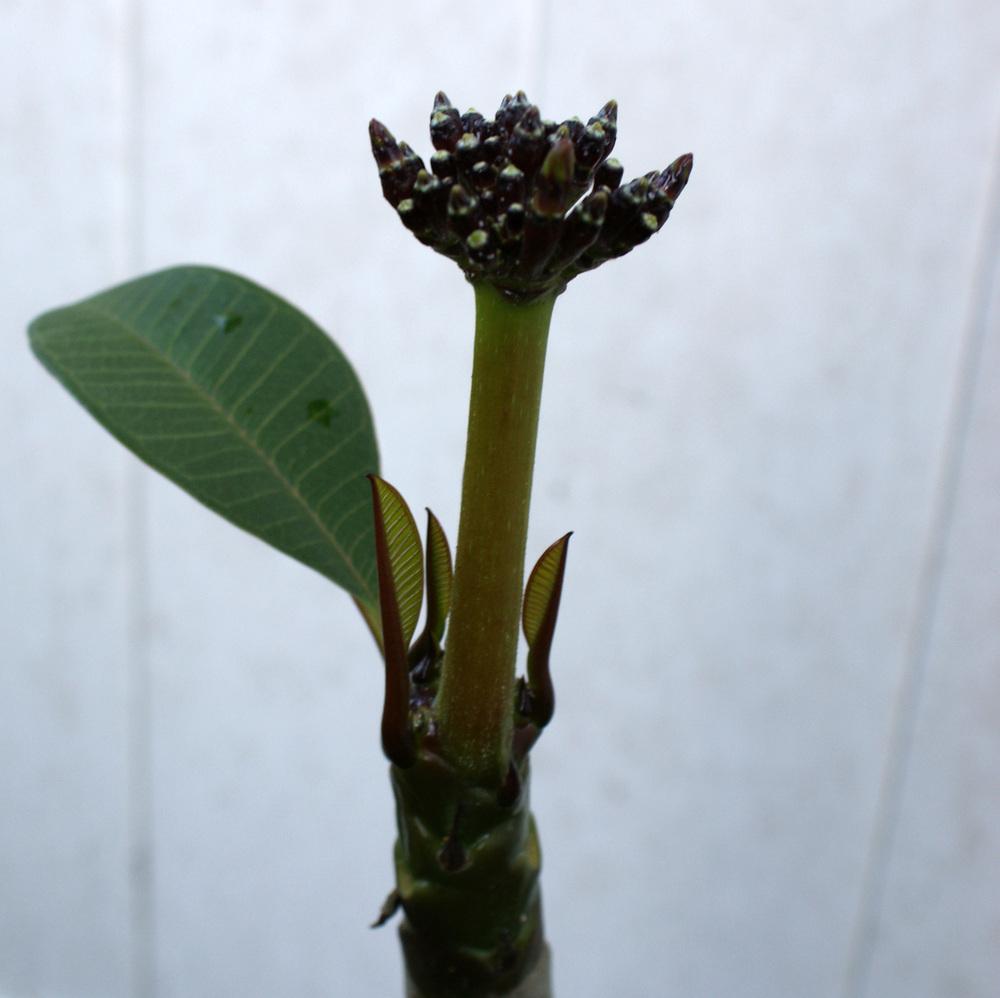 Photo of Plumeria (Plumeria rubra 'Penang Peach') uploaded by MamaIve12