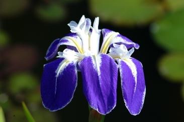 Photo of Species Iris (Iris laevigata 'Colchesterensis') uploaded by eclayne