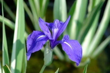 Photo of Species Iris (Iris laevigata 'Variegata') uploaded by eclayne