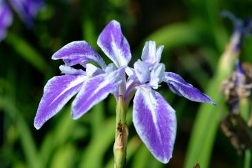 Photo of Iris (Iris laevigata 'Monstrosa') uploaded by eclayne