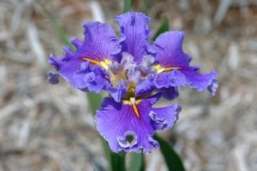 Photo of Louisiana Iris (Iris 'Swirling Waters') uploaded by eclayne