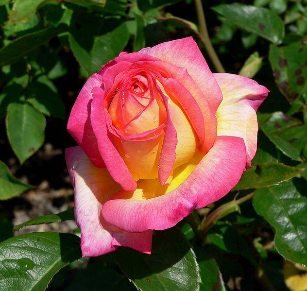 Photo of Rose (Rosa 'Asagumo') uploaded by robertduval14