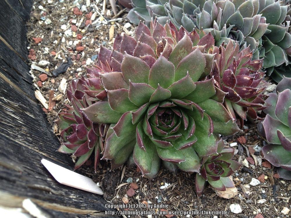 Photo of Hen and Chicks (Sempervivum 'Lilac Queen') uploaded by t1nkerbelle