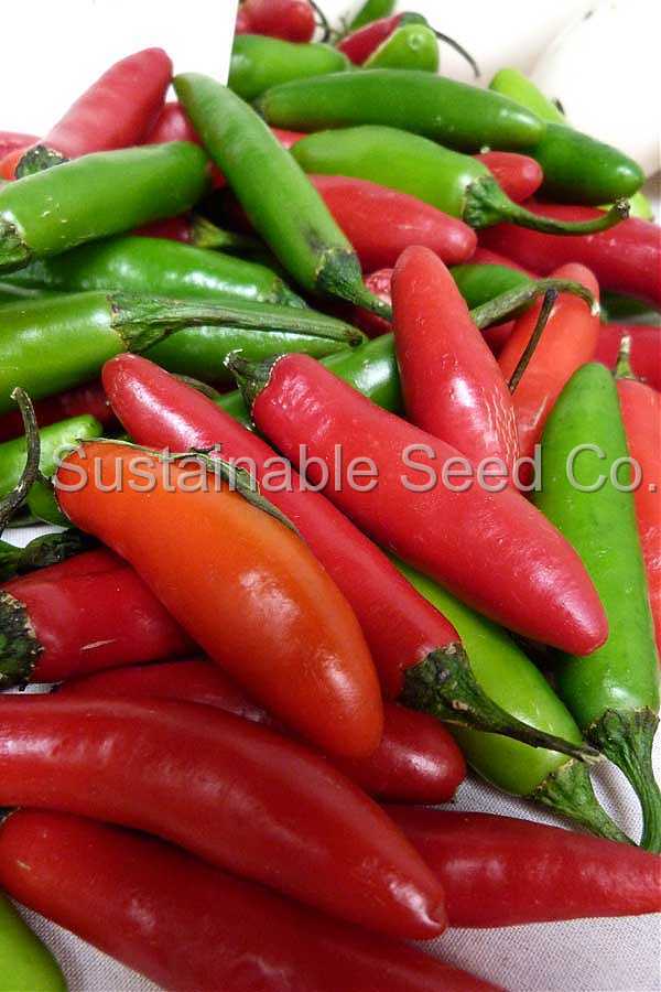 Photo of Hot Pepper (Capsicum annuum 'Serrano Tampiqueno') uploaded by vic