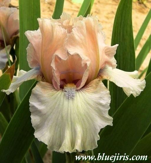 Photo of Intermediate Bearded Iris (Iris 'Londonderry') uploaded by Calif_Sue