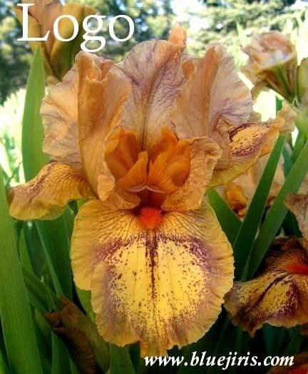 Photo of Intermediate Bearded Iris (Iris 'Logo') uploaded by Calif_Sue
