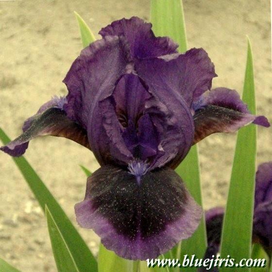 Photo of Standard Dwarf Bearded Iris (Iris 'Little Episode') uploaded by Calif_Sue