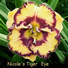 Photo of Daylily (Hemerocallis 'Nicole's Tiger Eye') uploaded by Calif_Sue