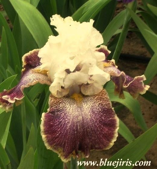 Photo of Tall Bearded Iris (Iris 'Looky Loo') uploaded by Calif_Sue