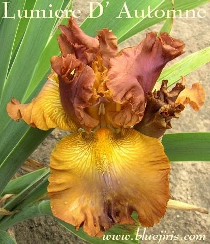 Photo of Tall Bearded Iris (Iris 'Lumière d'Automne') uploaded by Calif_Sue