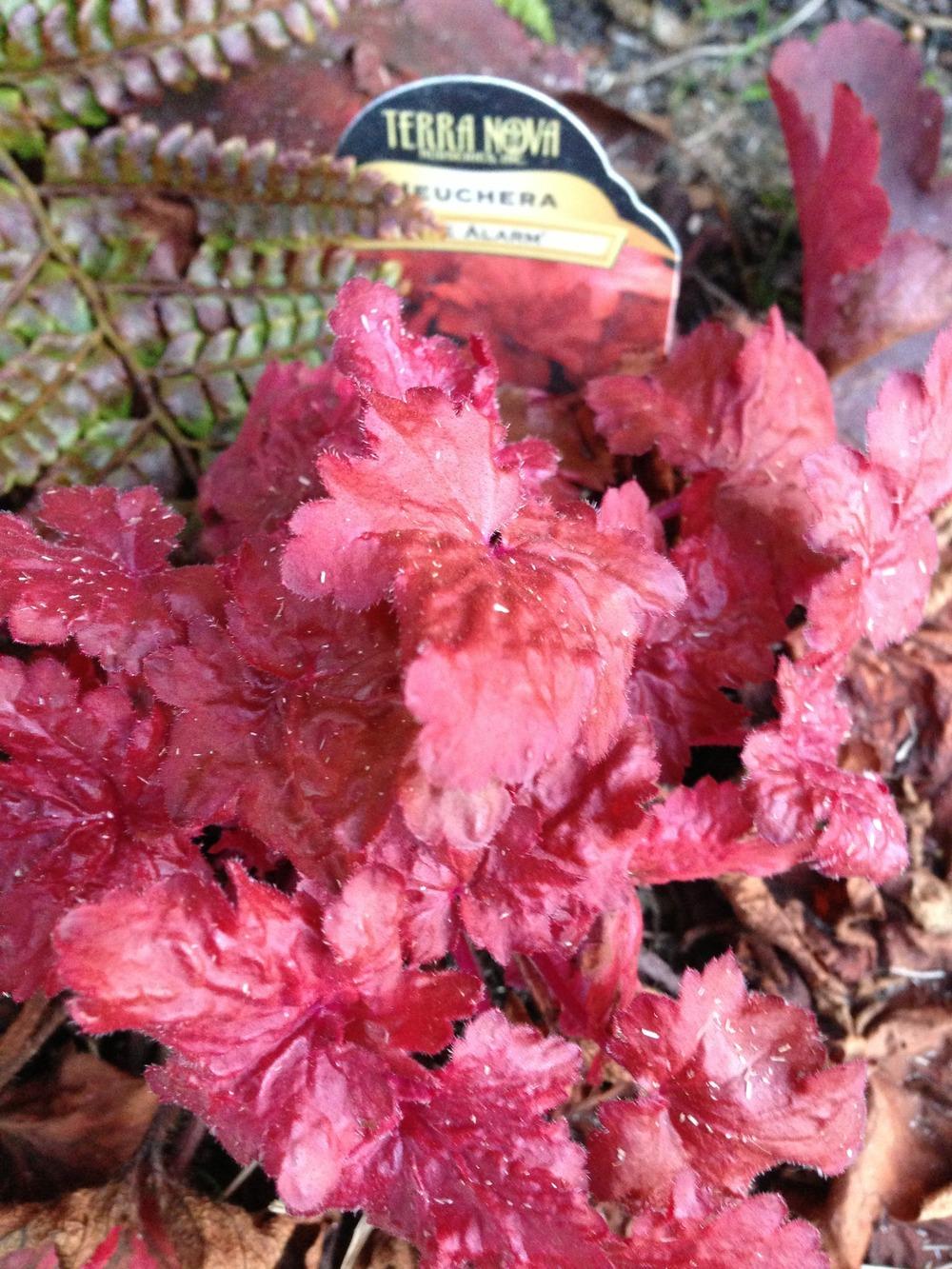 Photo of Coral Bells (Heuchera 'Fire Alarm') uploaded by clintbrown