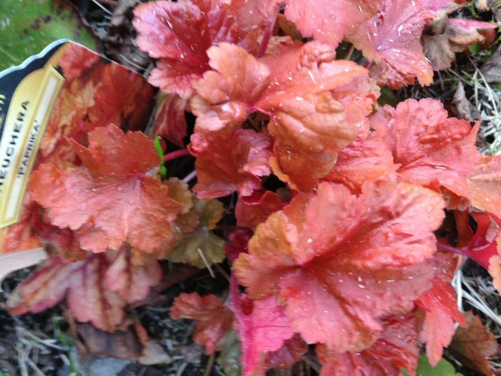 Photo of Coral Bells (Heuchera 'Paprika') uploaded by clintbrown