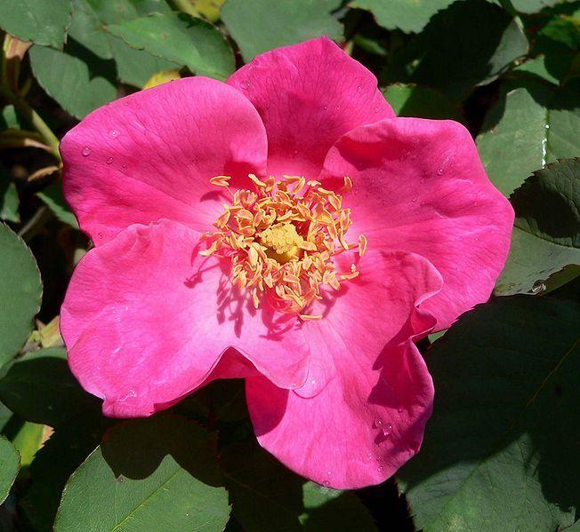 Photo of Rose (Rosa 'Frances Ashton') uploaded by robertduval14