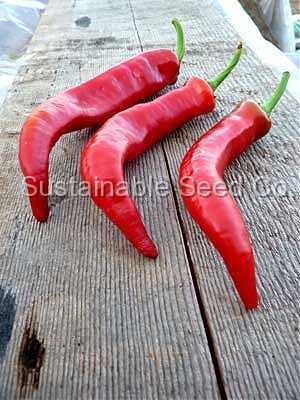 Photo of Sweet Pepper (Capsicum annuum 'Jimmy Nardello') uploaded by vic