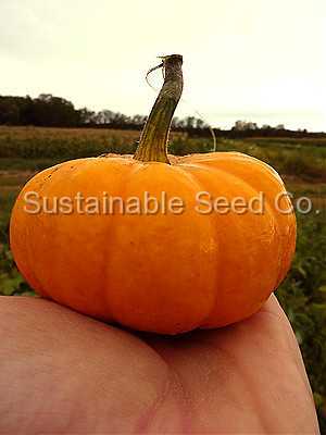 Photo of Pumpkin (Cucurbita pepo 'Jack Be Little') uploaded by vic