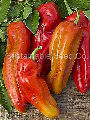 Photo of Sweet Pepper (Capsicum annuum 'Cubanelle') uploaded by vic