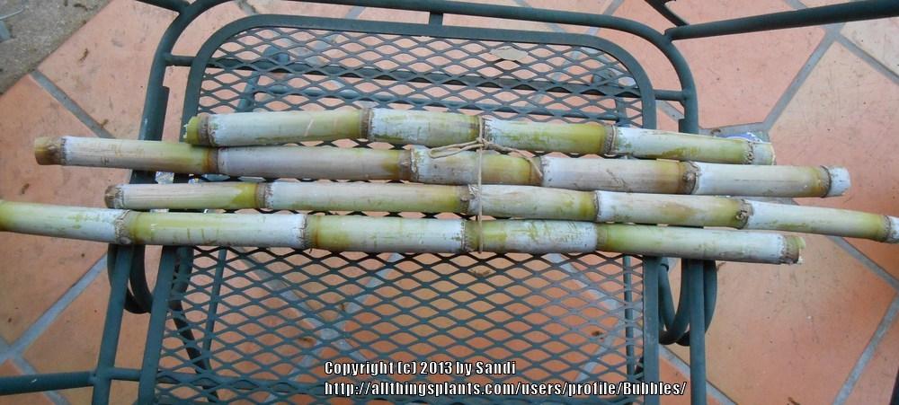 Photo of Sugar Cane (Saccharum officinarum) uploaded by Bubbles