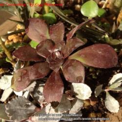 Location: Tampa, Florida
Date: Early spring 2013
Baby Aeonium zwartkop, one of my rescue plants.