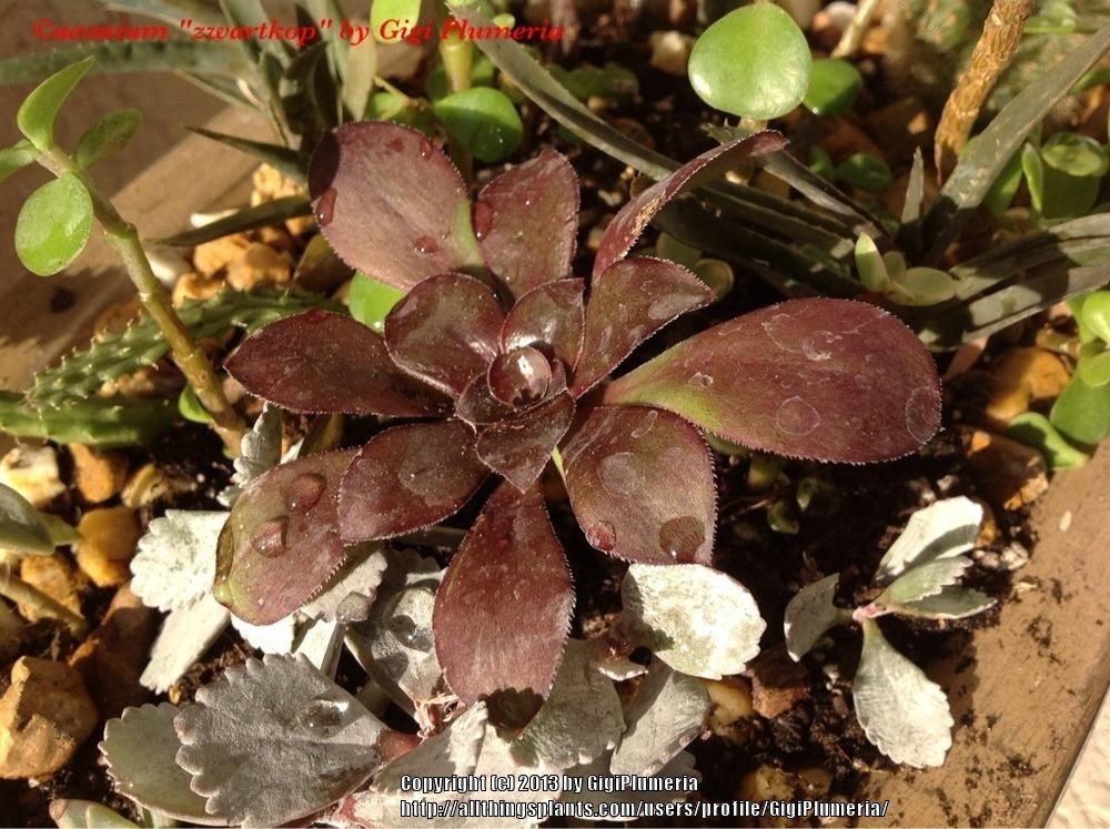 Photo of Black Rose (Aeonium arboreum 'Zwartkop') uploaded by GigiPlumeria