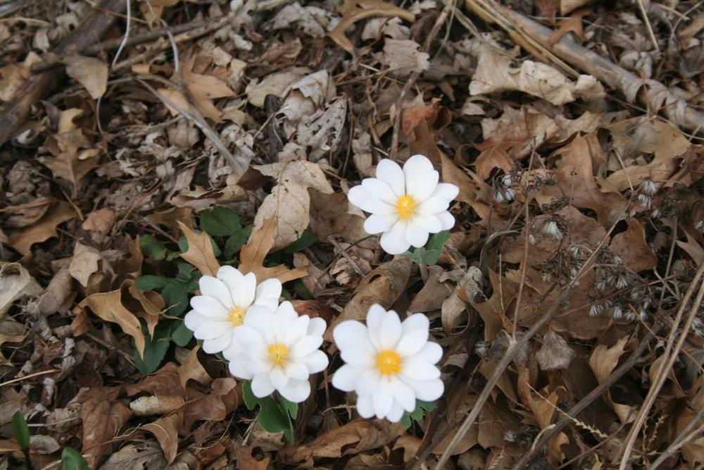 Photo of Bloodroot (Sanguinaria canadensis) uploaded by KentPfeiffer