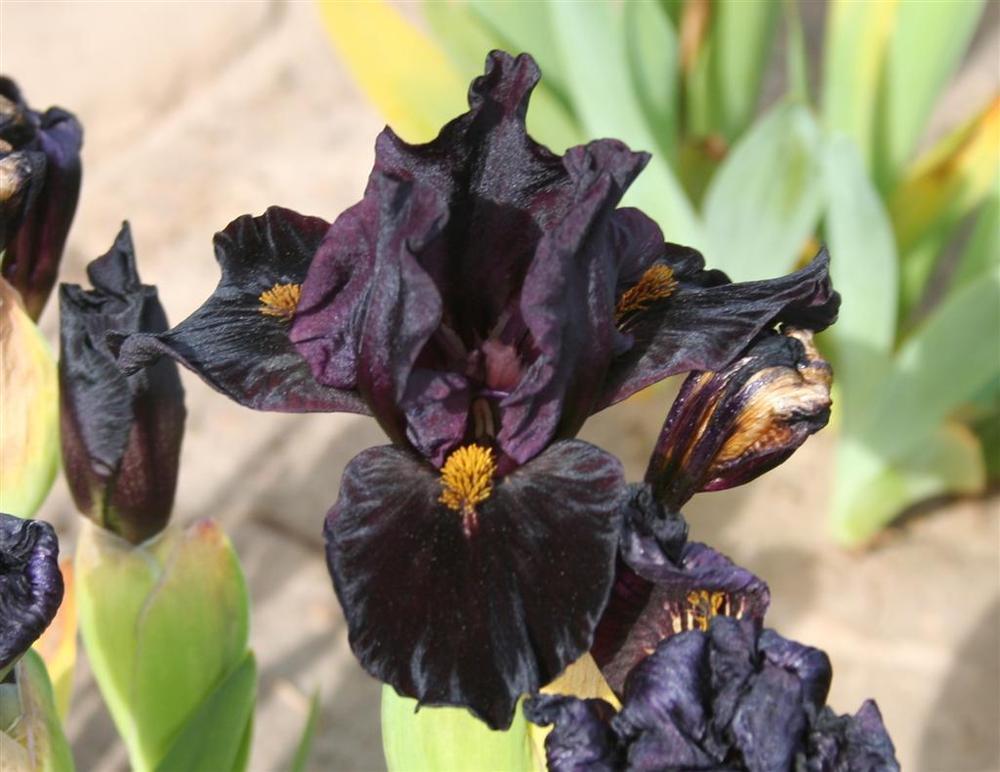 Photo of Standard Dwarf Bearded Iris (Iris 'Devil's Night') uploaded by KentPfeiffer