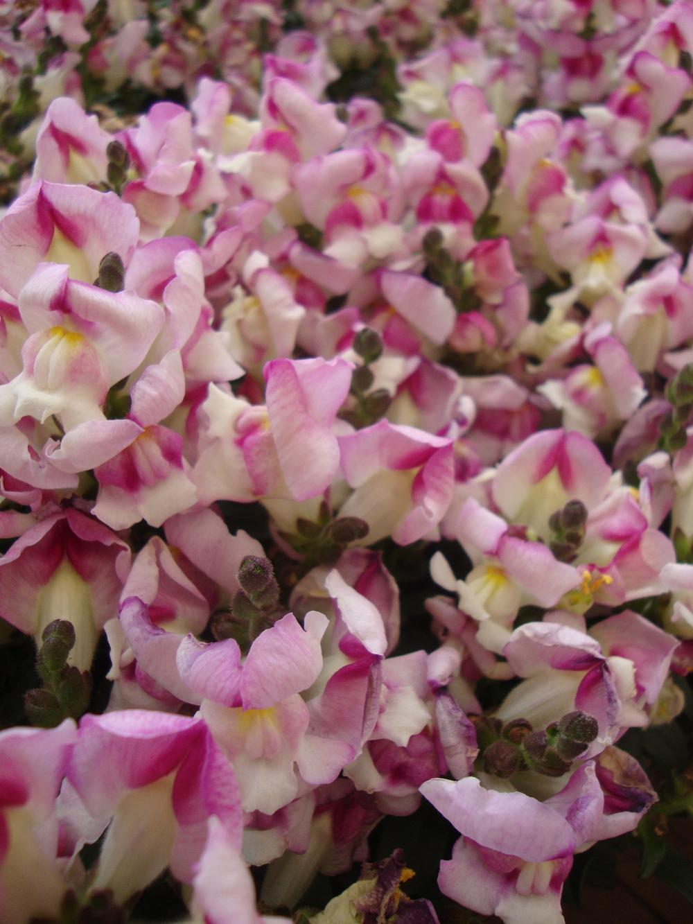 Photo of Snapdragon (Antirrhinum) uploaded by Paul2032