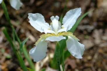 Photo of Species Iris (Iris tectorum 'Alba') uploaded by eclayne