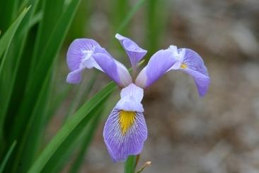 Photo of Species Iris (Iris virginica) uploaded by eclayne