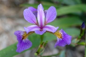 Photo of Species Iris (Iris versicolor) uploaded by eclayne