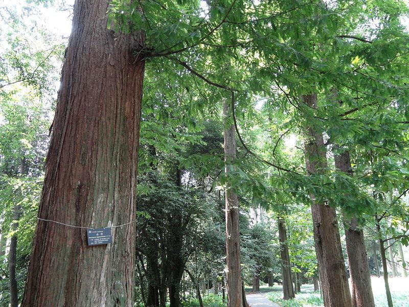 Photo of Dawn Redwood (Metasequoia glyptostroboides) uploaded by robertduval14