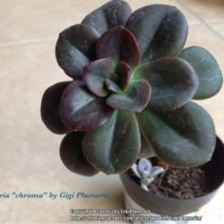 Location: Tampa, Florida
Date: April 2013
My very first Echeveria Chroma, the mother of all my collection.