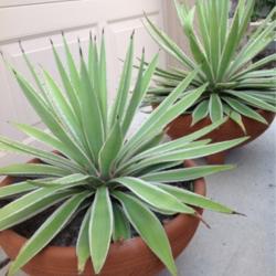 Location: Tampa, Florida
Date: Spring 2013
We got a single baby plant in 2008 and this is mother (left) and 