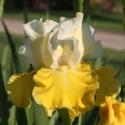 Iris Flower Patterns: Amoenas and Neglectas