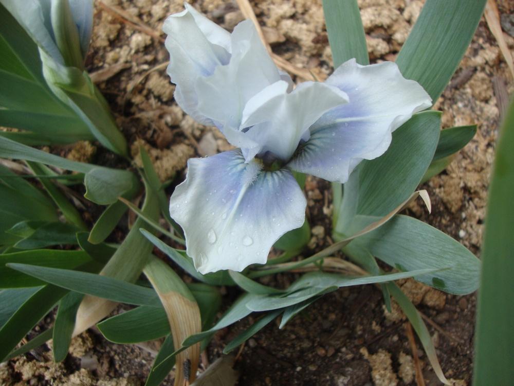 Photo of Standard Dwarf Bearded Iris (Iris 'Tu Tu Turquoise') uploaded by Paul2032