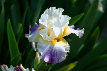 Photo of Tall Bearded Iris (Iris 'Arctic Burst') uploaded by eclayne