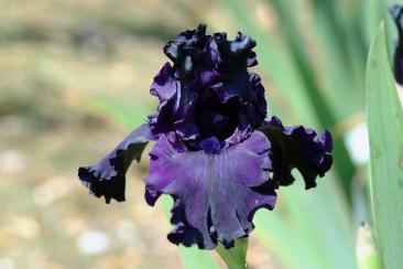 Photo of Tall Bearded Iris (Iris 'All Night Long') uploaded by eclayne