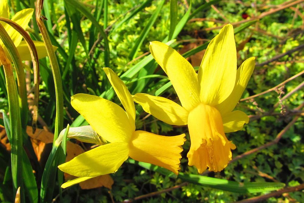 Photo of Cyclamineus Daffodil (Narcissus 'Itzim') uploaded by jmorth