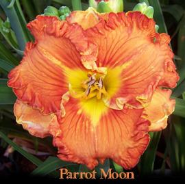 Photo of Daylily (Hemerocallis 'Parrot Moon') uploaded by Calif_Sue