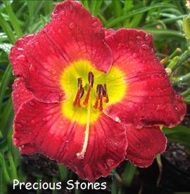 Photo of Daylily (Hemerocallis 'Precious Stones') uploaded by Calif_Sue